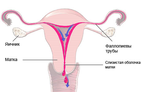 Что такое месячные